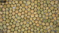 Seed